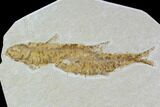 Multiple Knightia Fossil Fish - Wyoming #108672-2